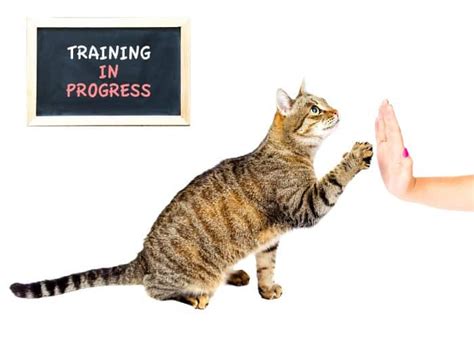 cat-training-in-progress-with-its-owner - Cat Tales