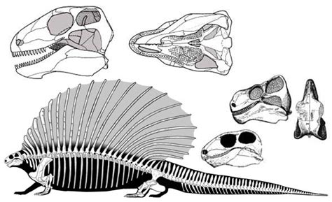 Edaphosaurus, Gordodon and Glaucosaurus