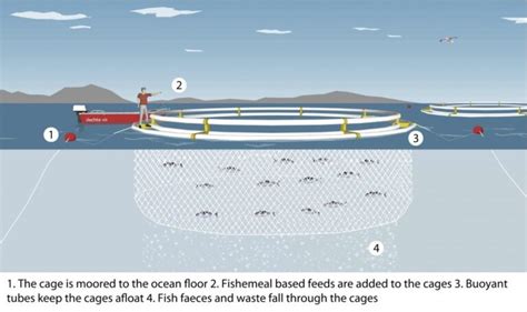 Aquaculture Methods - Good Fish Bad Fish