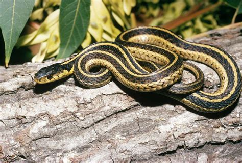 11 non-venomous snakes you want in your backyard