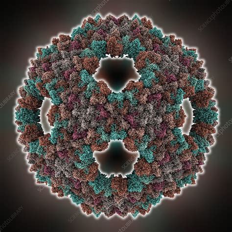 Bacteriophage capsid protein shell - Stock Image - C014/7684 - Science Photo Library