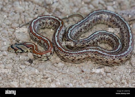 European Leopard Snake (Zamensis situla) on the Greek Island of Milos ...