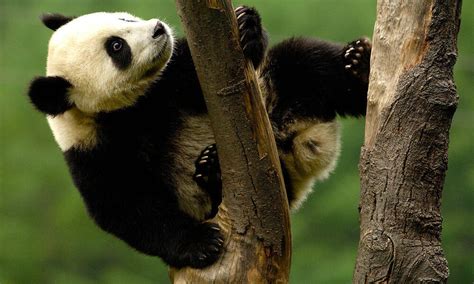 Living among the trees: Five animals that depend on forests | Stories | WWF