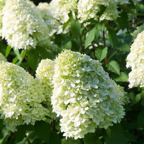 Hydrangea paniculata 'Limelight' (Large Plant) - Shrubs - Van Meuwen | Hydrangea paniculata ...