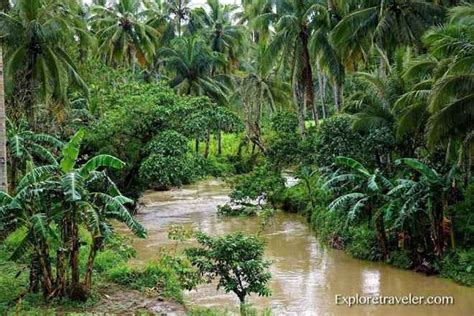 ExploreTraveler Tropical Rainforests Of The Philippines