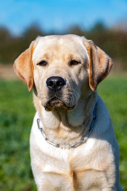 Premium Photo | Labrador retriever staying for a training of obedience