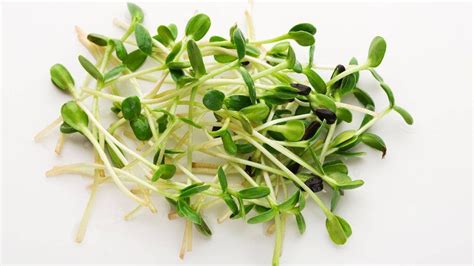 Broccoli sprouts: protecting against chemical carcinogens