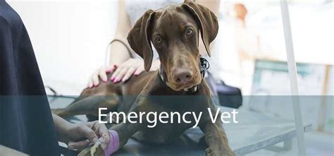 Emergency Vet - 24 Hour Emergency Vet Near Me