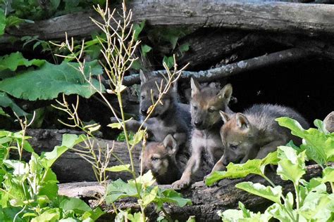 Mexican gray wolves born at Brookfield Zoo could help save species | abc7chicago.com