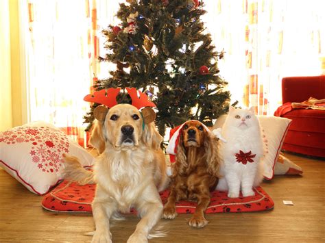 Free Images : cat, holiday, christmas tree, christmas decoration, pets, dogs, cap, santa claus ...