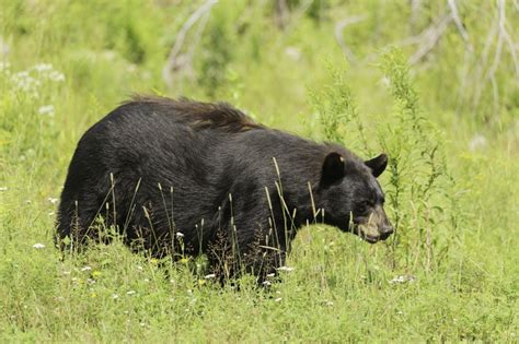 Black bear hunting season sign of spring bear activity - My Grande ...