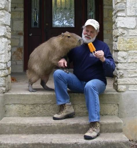 Capybara Facts, Diet, Habitat, Lifespan, as Pets, Pictures