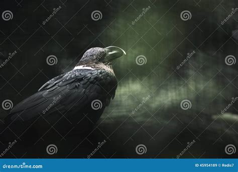 Raven after dark stock image. Image of mood, somber, funeral - 45954189