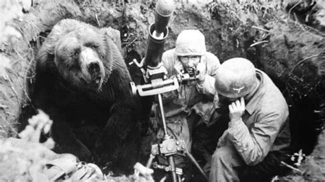 The Story of Wojtek, the Soldier Bear, who helped to Win the Battle of the Mountain Fortress at ...