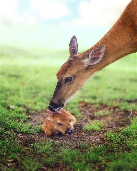 Baby deer : aww