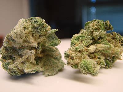 G-13 Weed Strain Information | Leafbuyer