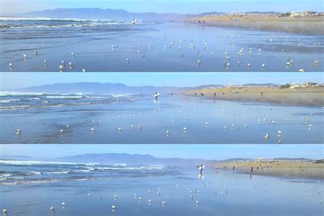 Snowy Plover Triptych - Justinsomnia