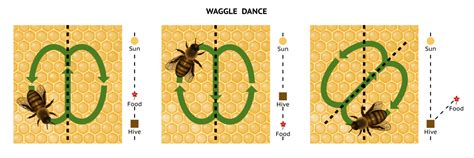 Do the Waggle Dance - Bee Facts for Kids