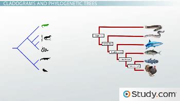 Phylogram Cladogram V