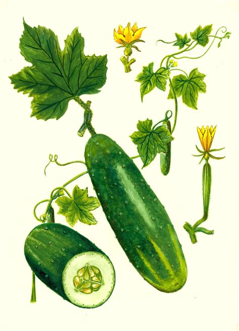 Cucumis sativus: Sistematica, Etimologia, Habitat, Coltivazione ...