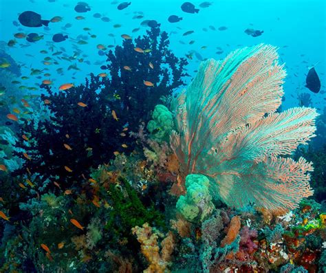 Coral Reefs are Biodiversity Hotspots | Ocean, Biodiversity, Coral reef