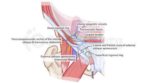 Anatomy of the inguinal region | Osmosis