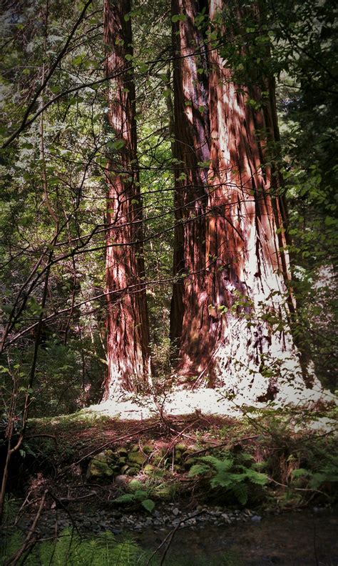 Redwood trees Muir Woods National Monument - 2 Travel Dads