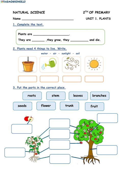 Planting Activities For 2nd Grade