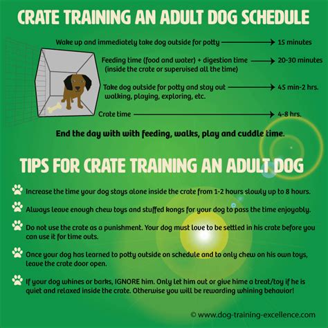 Crate Training an Older Dog the Positive Way