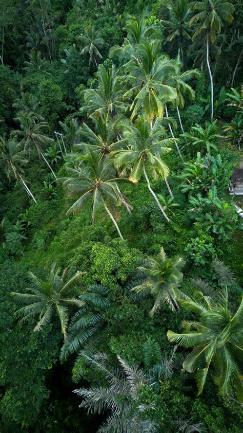 Green Trees in Forest · Free Stock Photo