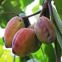 Tropical Almond fruit| Nutrition facts-Tropical Almond fruit | Health benefits