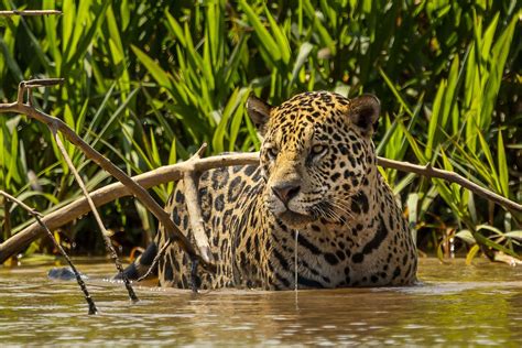 Jaguar hunting in river | Smithsonian Photo Contest | Smithsonian Magazine