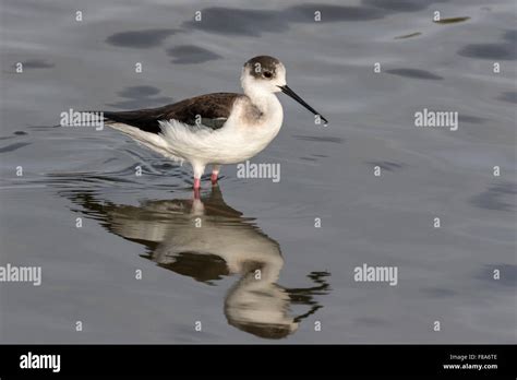 Black winged Stilt Stock Photo - Alamy