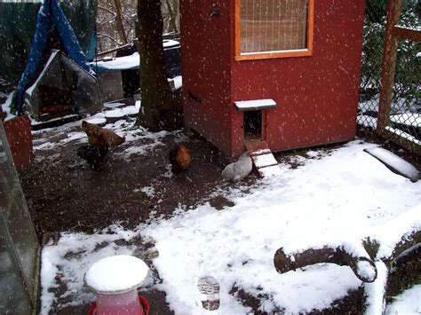 Chickens During Cold Weather - Do`s And Don`ts — Types of Chicken