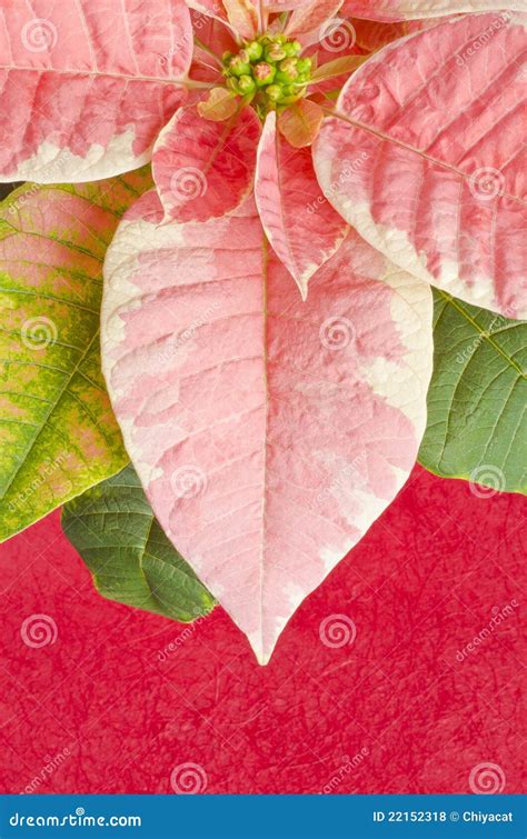 Pink Marble Poinsettia stock photo. Image of pink, textured - 22152318