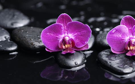 Download Nature Orchid HD Wallpaper