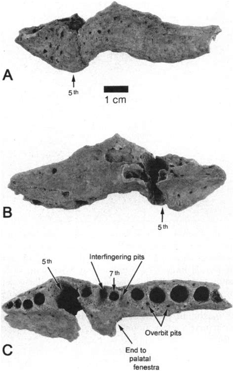 Mekosuchus kalpokasi holotype, left edentulous maxilla fragment (UF ...