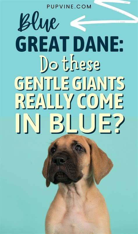 Blue Great Dane: Do These Gentle Giants Really Come In Blue?