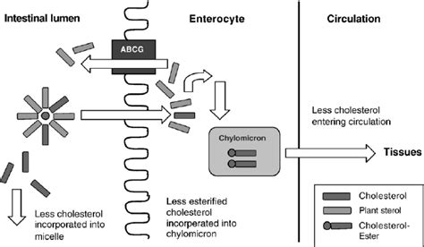 Mechanism of action by which plant sterols decrease cholesterol... | Download Scientific Diagram