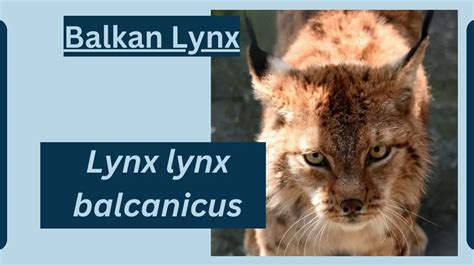 Balkan Lynx Animal Facts | Lynx lynx balcanicus