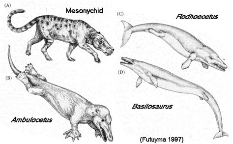 Cetacean evolution