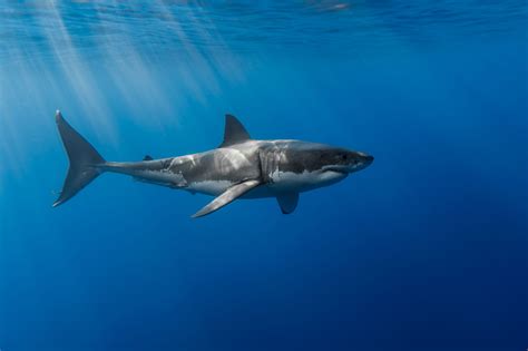 10 Top Great White Shark Wallpaper FULL HD 1080p For PC Desktop 2024