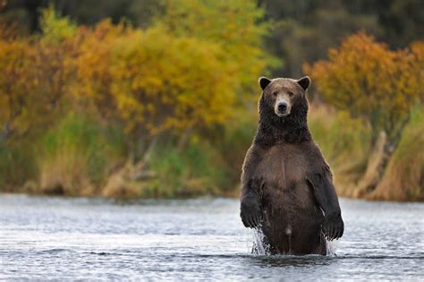 Brown bear male, standing, (Ursus arctos), Katmai National Park, Alaska. | Expeditions Alaska