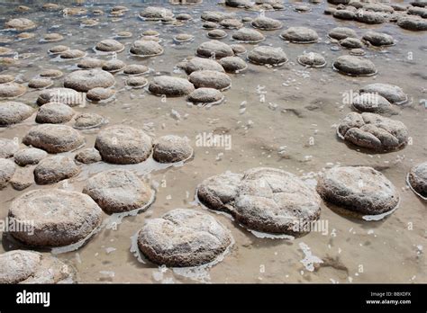 Thrombolites hi-res stock photography and images - Alamy