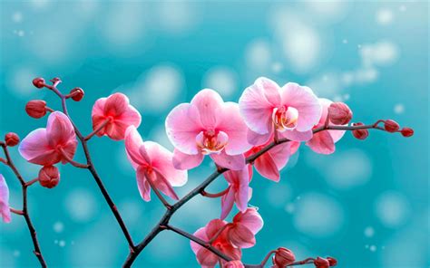 Download wallpapers pink orchids, tropical flowers, orchids branch, pink flowers, orchids for ...