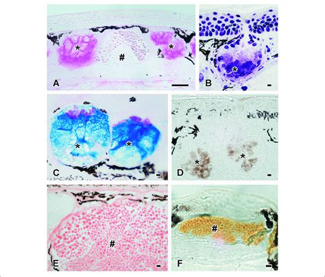 | Histochemistry of the two cutaneous glands. Histochemical staining ...