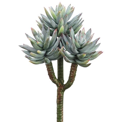 Artificial Mini Agave Plant | TreeScapes & PlantWorks