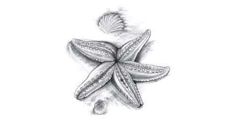 How to draw a starfish with a pencil step-by-step tutorial.