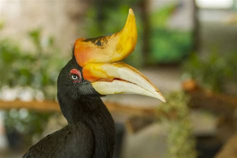 Palawan Hornbill Bird In Close Up Stock Image - Image of feather, hornbill: 17967633