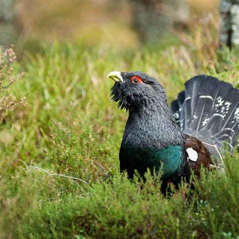 7 fascinating facts about capercaillie - Discover Wildlife